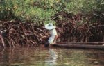 Majagao Mangrove Forest